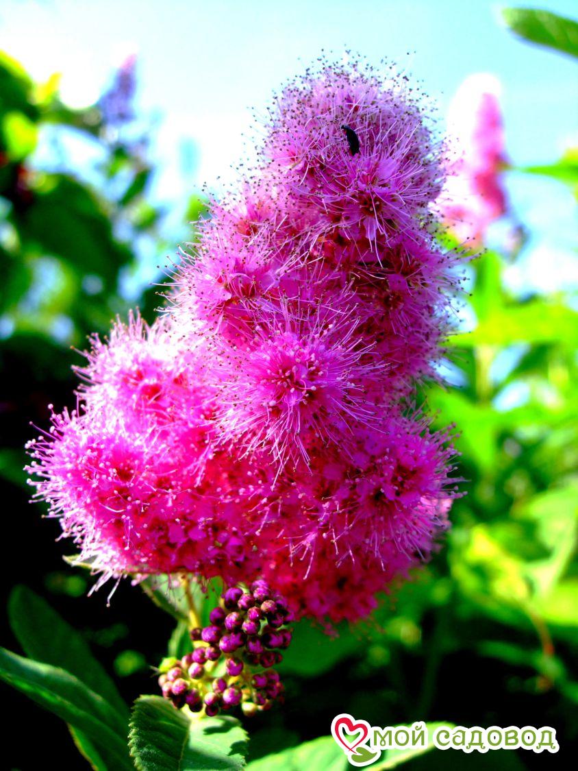 Спирея "Билларда" (billardii Triumphans)