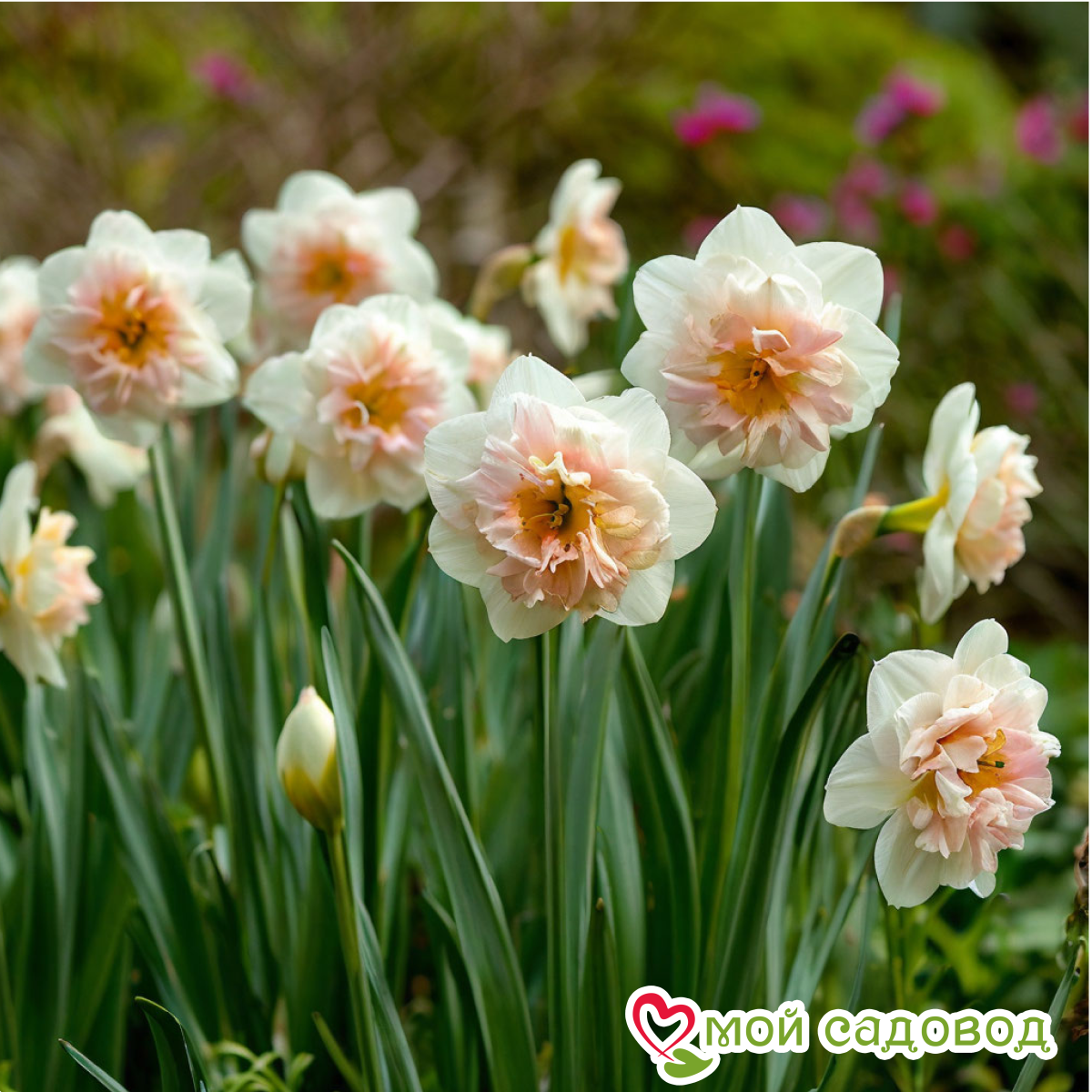 Нарцисс Золотая Нежность