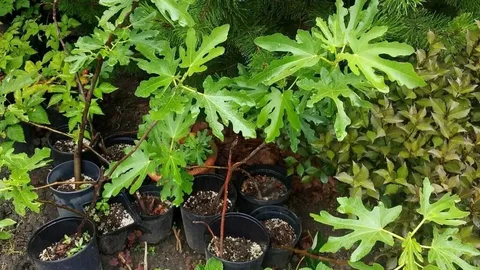 Инжир Королевский